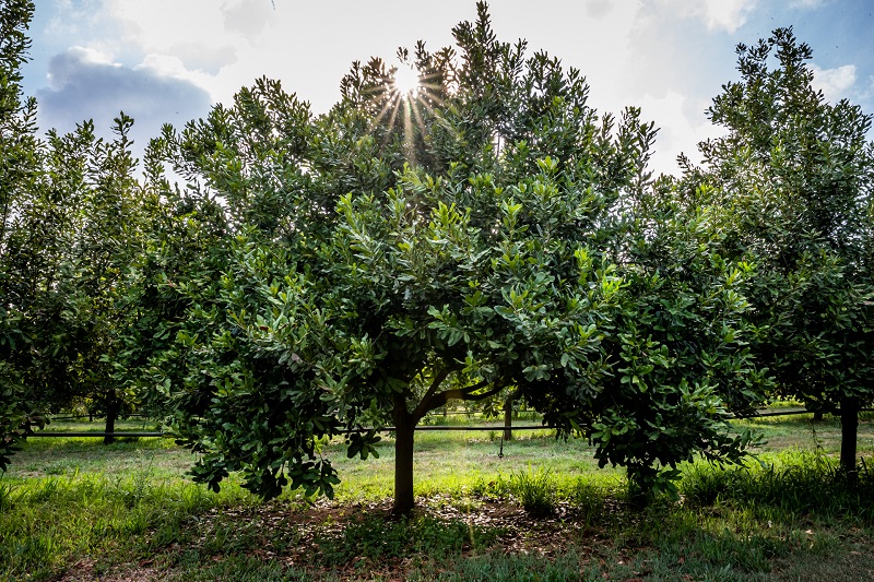 New Era of Macadamia Variety Innovation