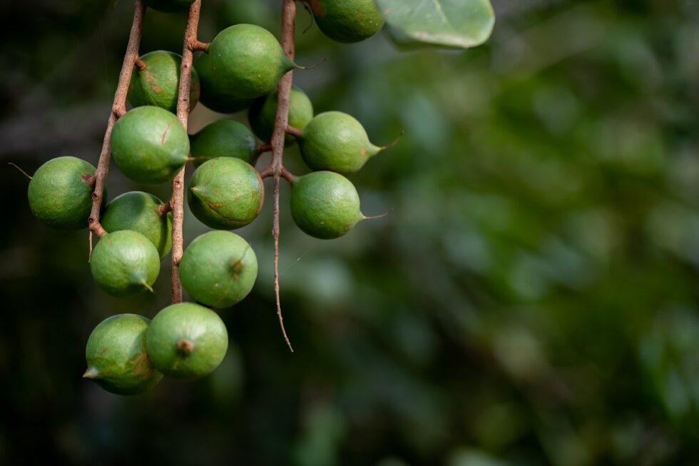 Home - Suncoast Gold Macadamias