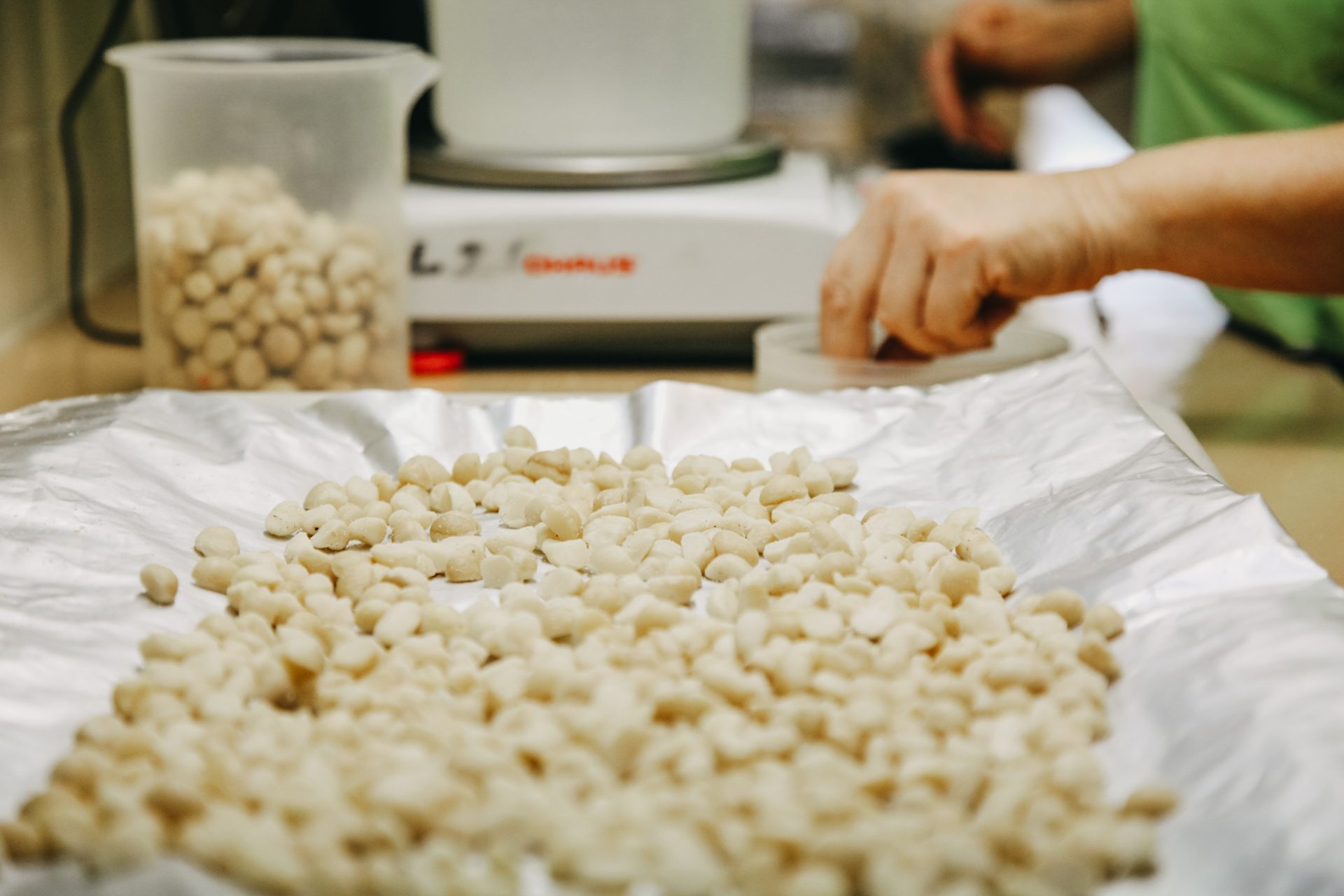 Macadamia nuts being weighed