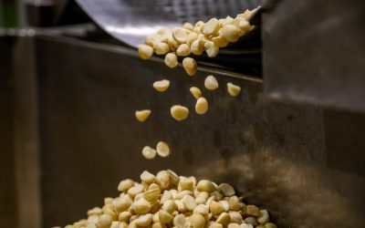 Investing for the future of macadamias