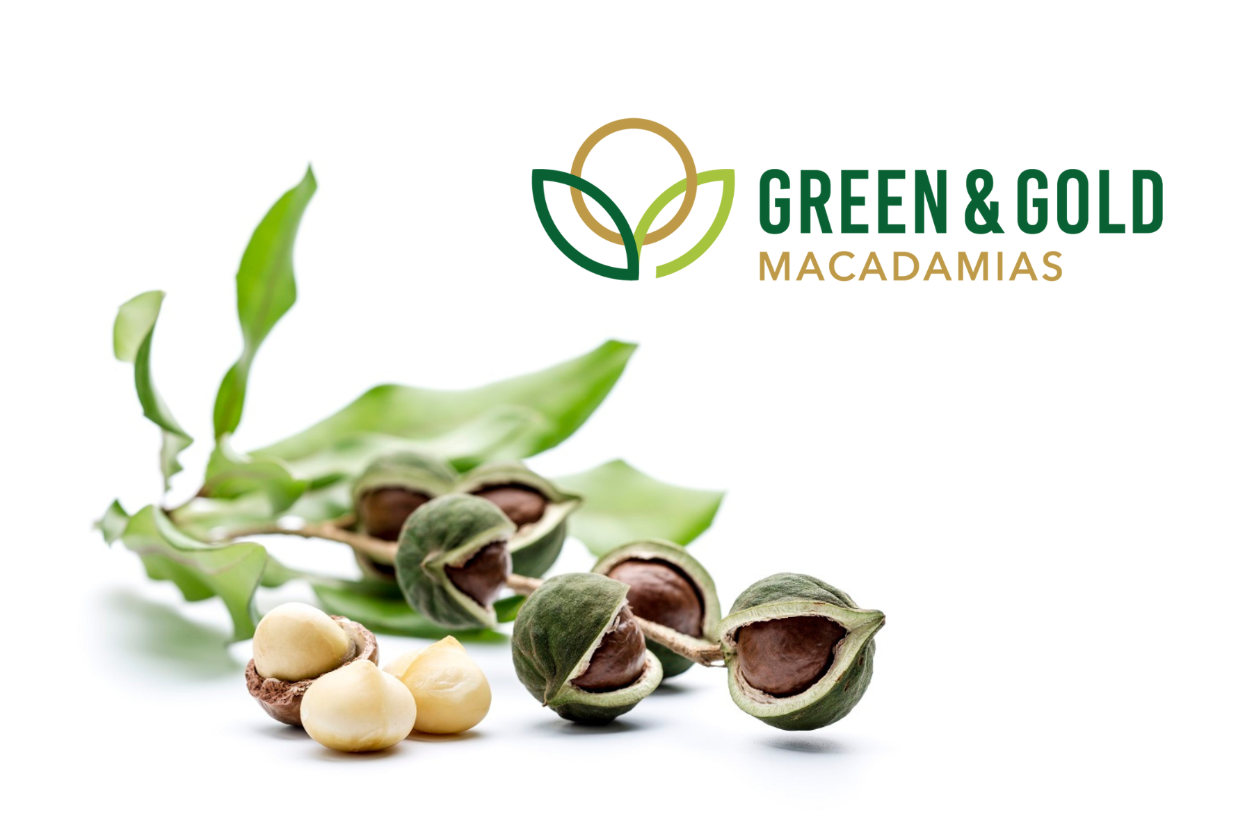 Green and Gold Macadamias Logo